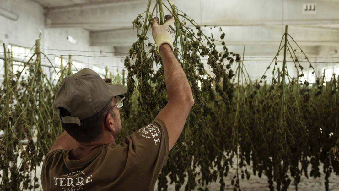 Cannabis-Geschichte: die unterschätzte Nutzpflanze | NEUROGOLD